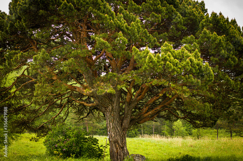 a huge ancient pine tree in the heartland of Russia