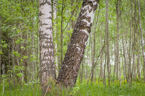 birch forest in sunlight in the morning