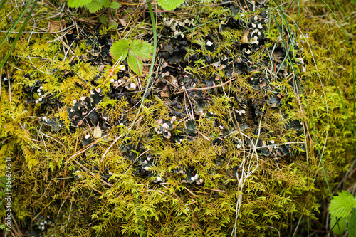moss and stone after rain