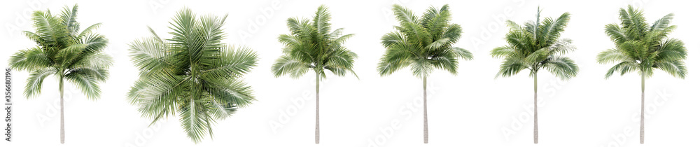 Set or collection of green palm trees isolated on white background. Concept or conceptual 3d illustration for nature, ecology and conservation, strength and endurance, force and life Set or collection of green palm trees isolated on white background. Concept or conceptual 3d illustration for nature, ecology and conservation, strength and endurance, force and life