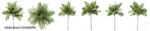 Set or collection of green palm trees isolated on white background. Concept or conceptual 3d illustration for nature, ecology and conservation, strength and endurance, force and life