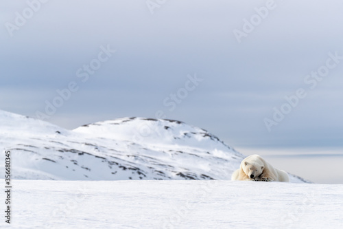 Polar bear sleeping on the snow in Svalbard