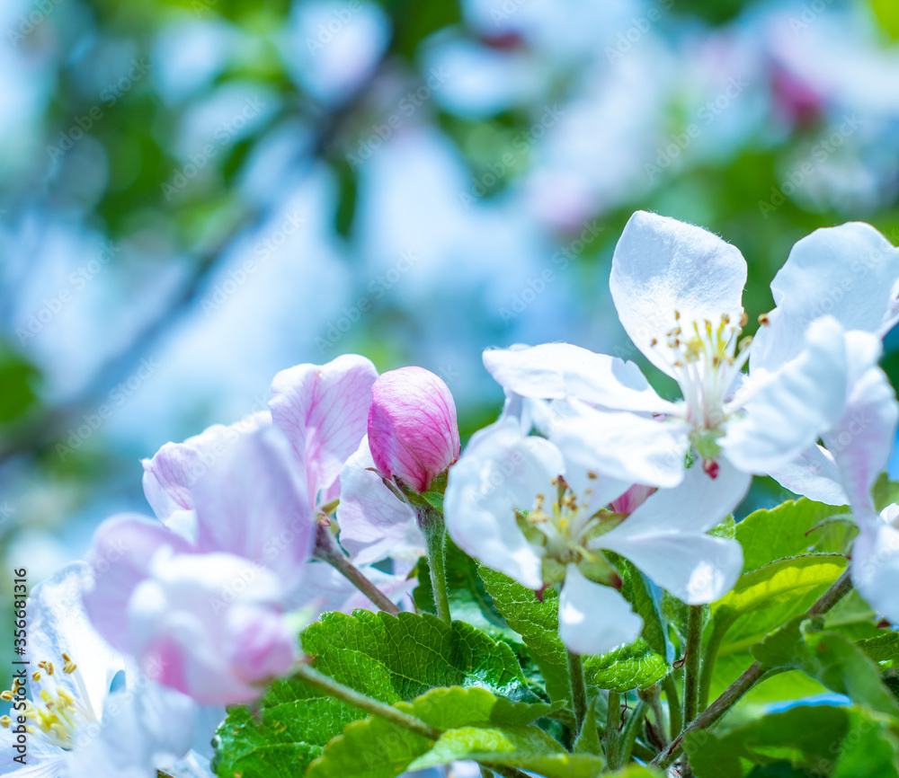 Fototapeta premium white spring flowers of Apple trees close up