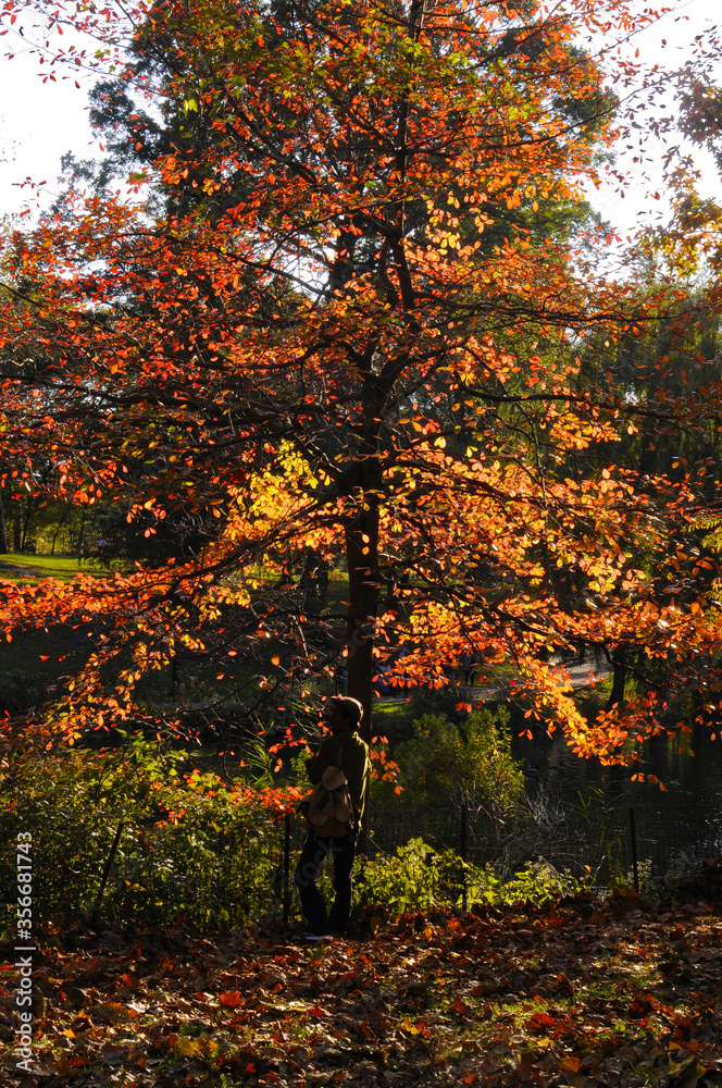 Bel arbre aux couleurs d'automne flamboyante, silhouette d'un homme regardant au loin dans central park à new york city. Bel arbre aux couleurs d'automne flamboyante, silhouette d'un homme regardant au loin dans central park à new york city.