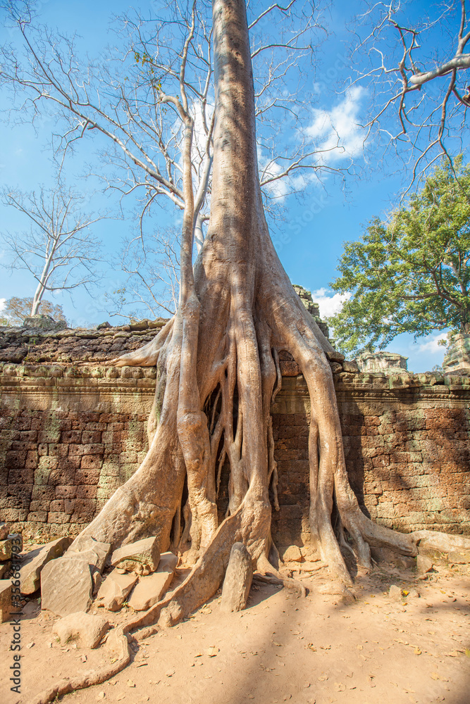 Obraz premium Ruins Ta Prohm temple and Banyan Tree Roots, Angkor Wat complex, Siem Reap, Cambodia.