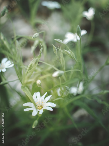 white daisy flower © Arbua Maru