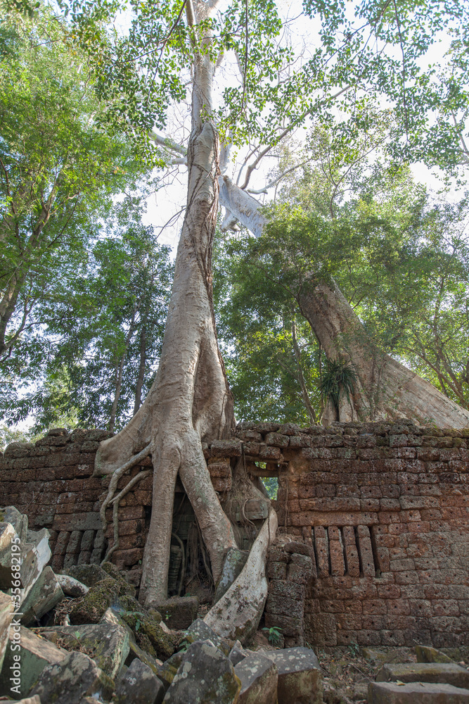 Fototapeta premium Ruins Ta Prohm temple and Banyan Tree Roots, Angkor Wat complex, Siem Reap, Cambodia.
