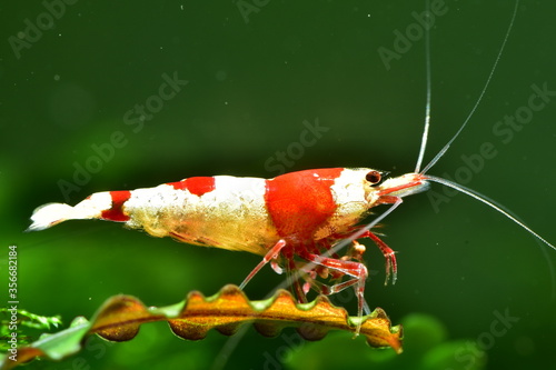 Extrem schöne wertvolle rote Caridina Garnelen in aufgesalzenem Osmosewasser im Aquarium  photo