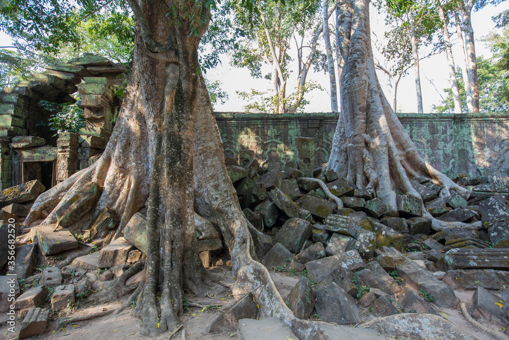 Ruins Ta Prohm temple and Banyan Tree Roots, Angkor Wat complex, Siem Reap, Cambodia. Ruins Ta Prohm temple and Banyan Tree Roots, Angkor Wat complex, Siem Reap, Cambodia.