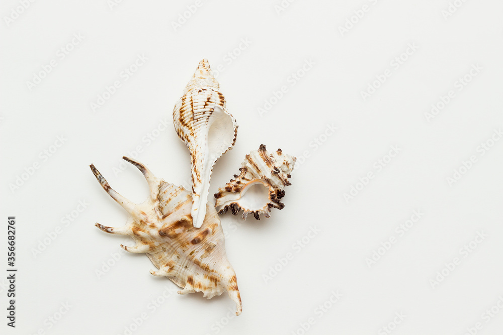 seashell and seashells on a white background seashell and seashells on a white background