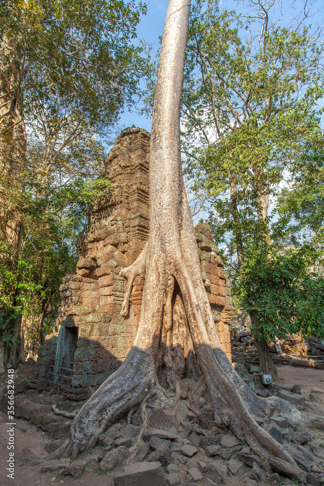 Ruins Ta Prohm temple and Banyan Tree Roots, Angkor Wat complex, Siem Reap, Cambodia. Ruins Ta Prohm temple and Banyan Tree Roots, Angkor Wat complex, Siem Reap, Cambodia.