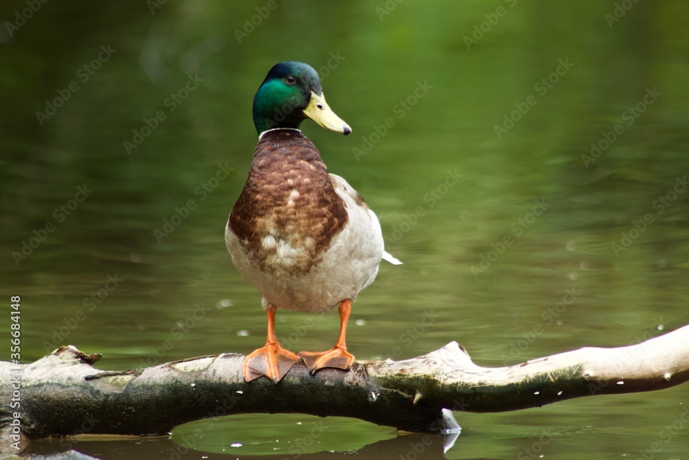 Obraz premium Ente am See