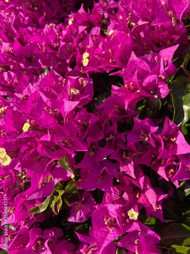 Close-up of beautiful fuschia bouganvillea  photo