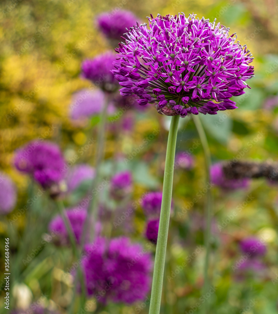 One deep purple allium flower i One deep purple allium flower i