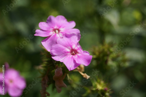 pink and purple flowers