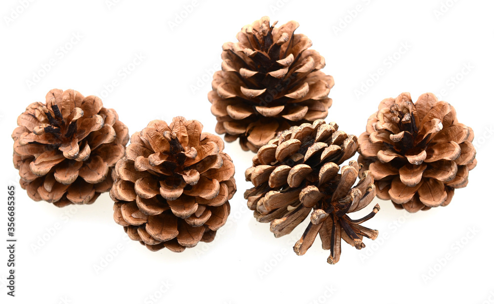 Pine cone isolated on white Pine cone isolated on white