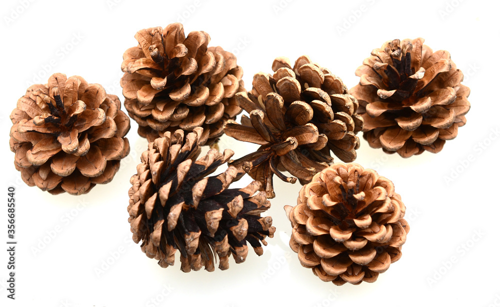Pine cone on white Pine cone on white