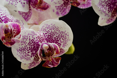 Orchids flower from species Dtps. Leopard Prince over dark background. Doritaenopsis, abbreviated Dtps. is a hybrid species between Phalaenopsis and Doritis orchids