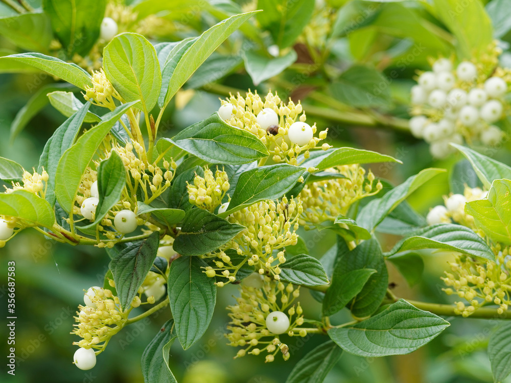 Cornus alba | Cornouiller blanc ou cornouiller de Tartarie au feuillage vert, ovale, ondulé, nervuré, ses grappes de petites baies rondes blanc pur, fleurs blanc crème Cornus alba | Cornouiller blanc ou cornouiller de Tartarie au feuillage vert, ovale, ondulé, nervuré, ses grappes de petites baies rondes blanc pur, fleurs blanc crème