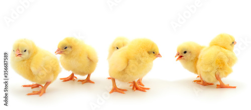 Fotografia, Obraz Group of little chickens.