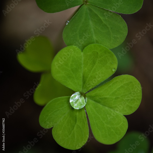 clover leaf on green background with a single water droplet 