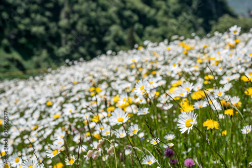 dichtes Wildblumenfeld mit Margariten im Unteralptal bei Andermatt im Frühling