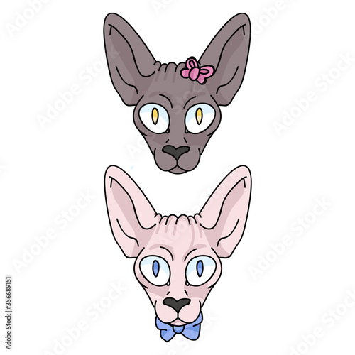 Cute cartoon sphynx face kitten boy and girl vector clipart. Pedigree exotic kitty breed for cat lovers. Purebred domestic cat for pet parlor illustration mascot. Isolated hairless feline housecat. 