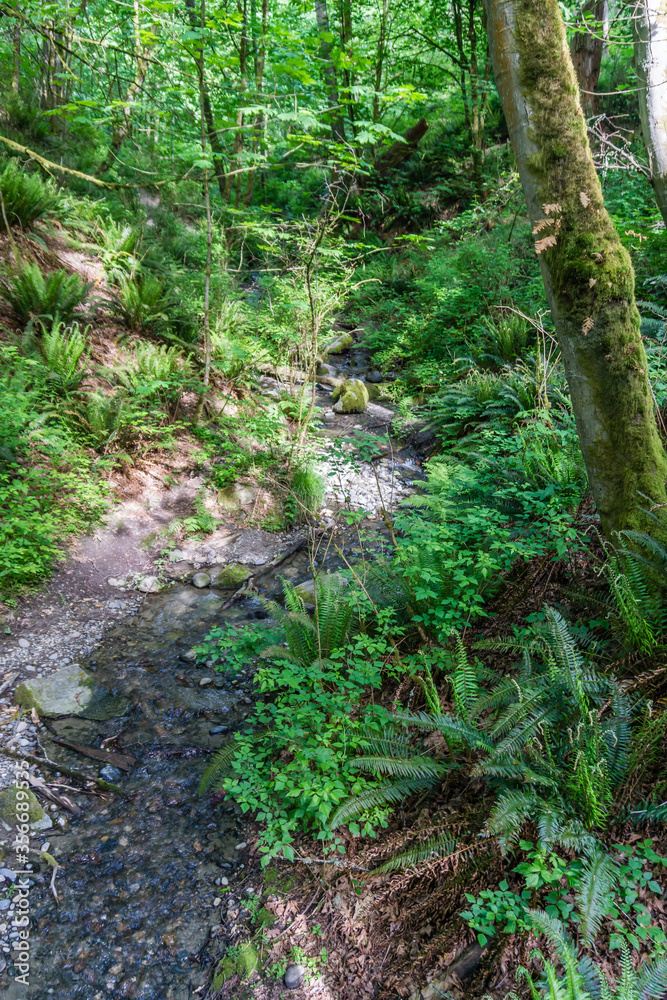 Park Trail Stream Park Trail Stream