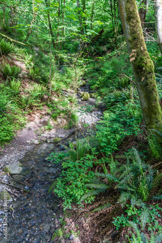 Park Trail Stream