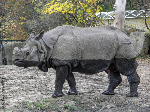 A rhinoceros in a zoo