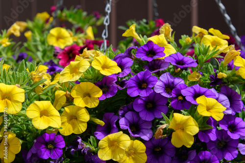 colorful flowers in the garden