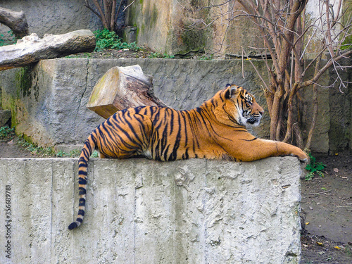 Фотография An adult tiger laying down in a zoo