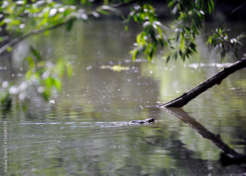 Un rat musqué dans une rivière photo