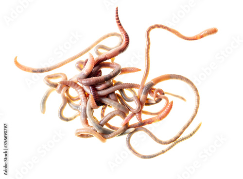 Earthworms isolated on a white