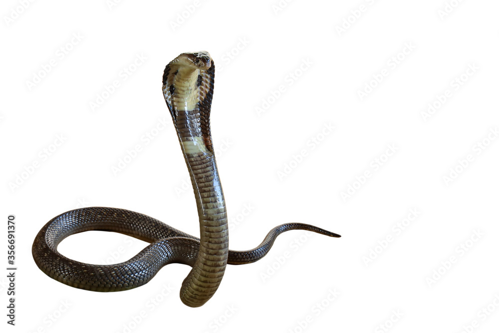 Fototapeta premium The Beautiful black Cobra snake on white background have path