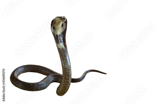 The Beautiful black Cobra snake on white background have path