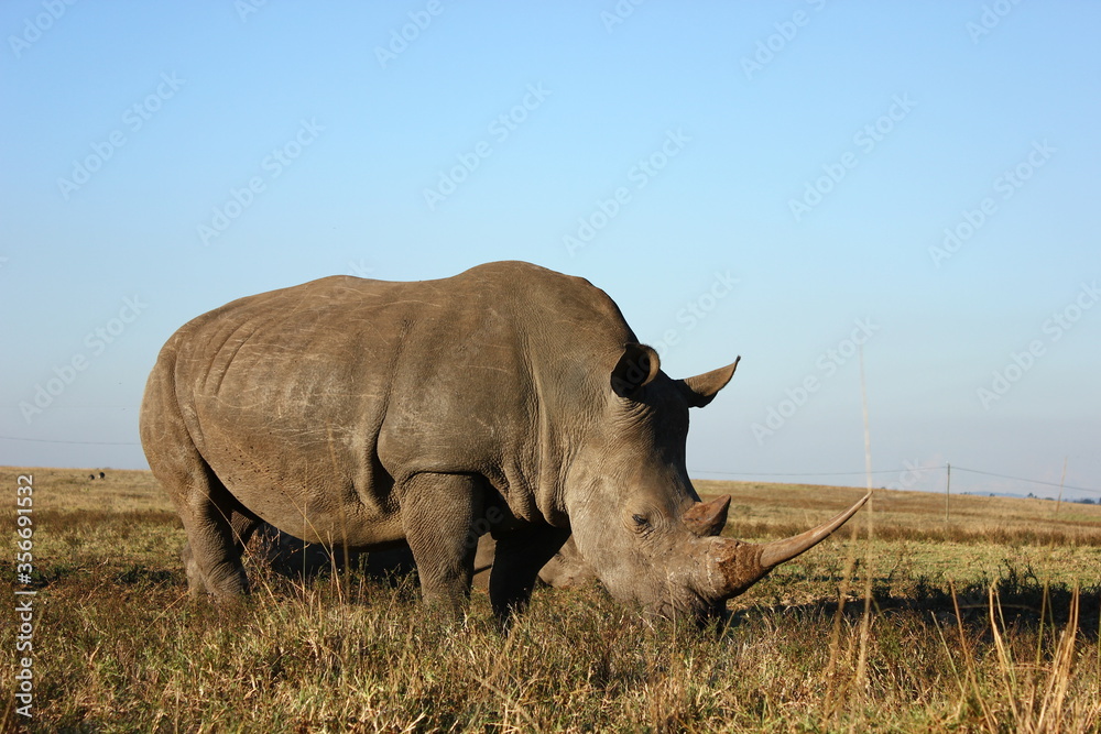 Obraz premium Rhino grazing on grass in the wilderness of Africa