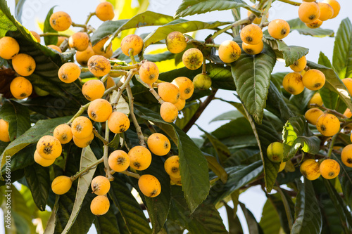 Clusters of ripe loquats fruit (Eriobotrya Japonica) on loquat tree photo