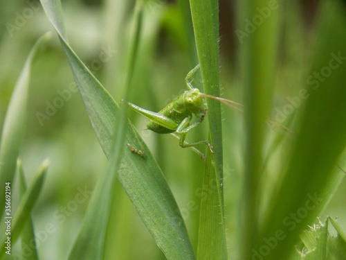 a small green grasshopper on a blade of grass