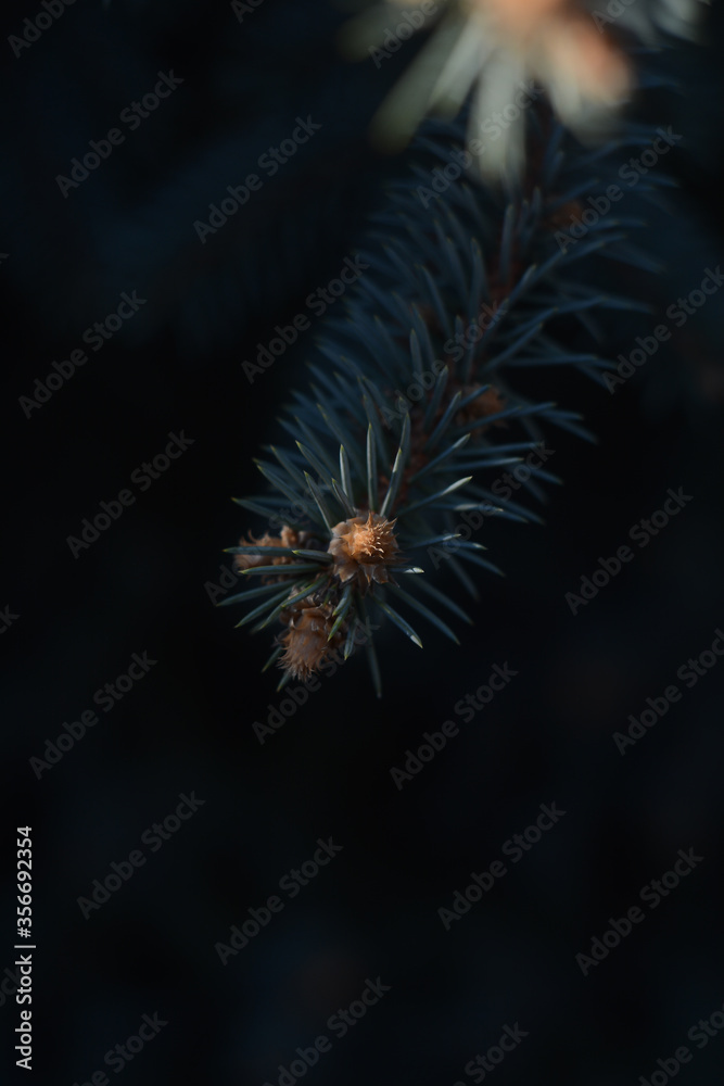close up of a pine tree