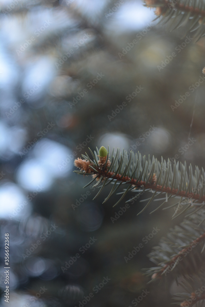 close up of pine needles