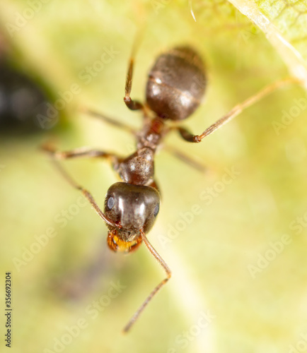 Portrait of an ant in nature.