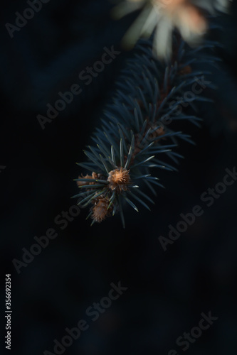 close up of a pine tree