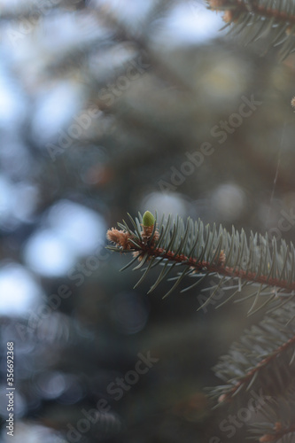 Obraz na płótnie close up of pine needles w salonie