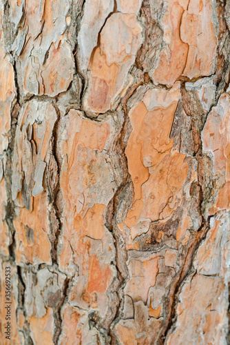 pine bark, wood, pine trunk