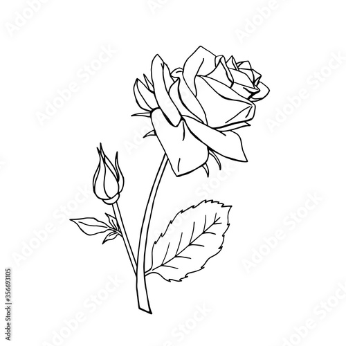 Hand drawn black and white rose flower. Floral design element. Isolated on white background. Vector illustration.