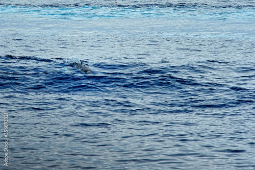 Pilot whale in the sea