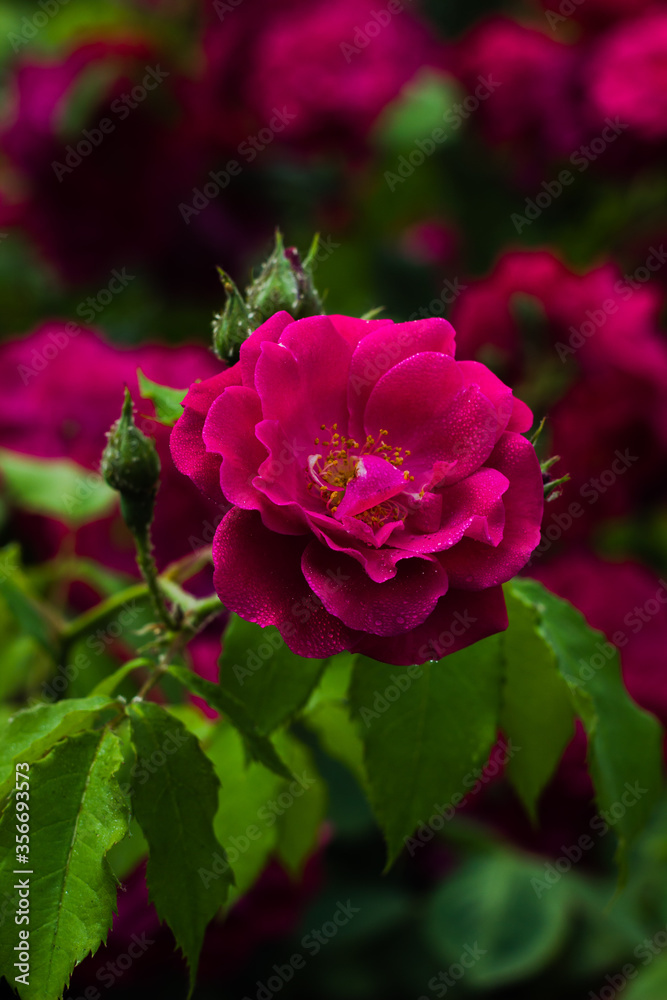 pink rose bush