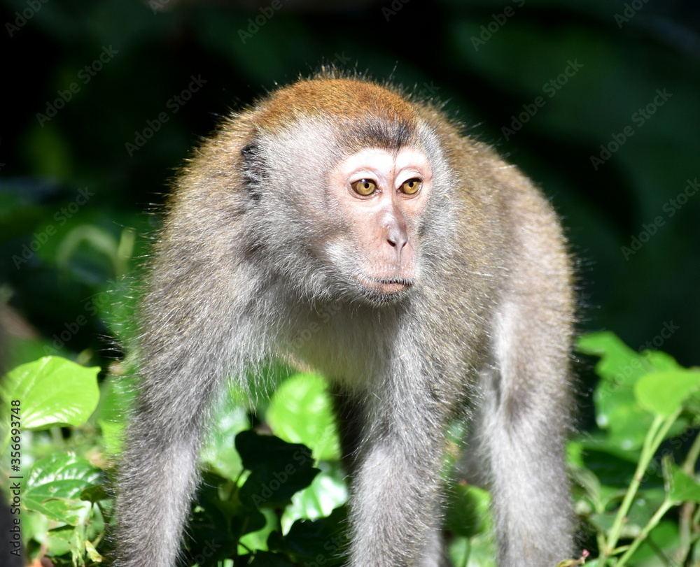 Aggressive macaque monkey looking at another monkey in the jungle