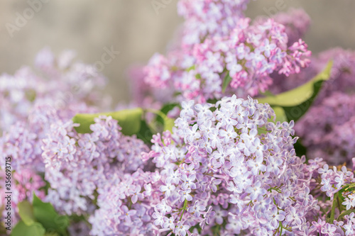 Lilac flowers. Close-up. Selective autofocus.
